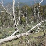 yrtleford - Avventura con il 4x4 sul mt. buffalo national park.